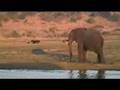 Animals d'Àfrica. Animales de Africa.  African Animals