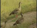 Egyptian Geese Family Egyptian Geese Family