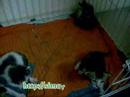 Kitten_Just_Want_To_Have_Fun