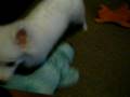 videos de Elvis and the Big Blue Dog