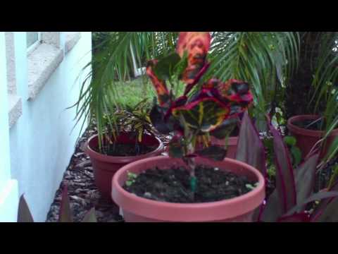 how to replant a croton plant