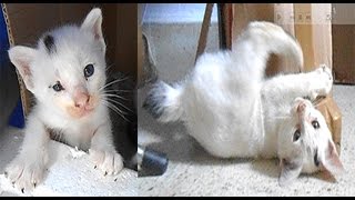 Bobtail Cat Time-Lapse, From Kitten to An Adult Cat Time-Lapse Cutest Moments