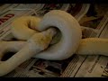 Python reticulated Ivory!!