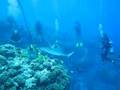 Sharks in Manihi Tahiti