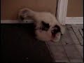 Silent baby skunk wars