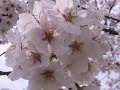 Sakura  Japanese folk song 2