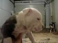 Jigga Man & Sasha Thumba Pups