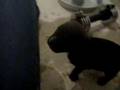 Jigga Man & Sasha Thumba Pups