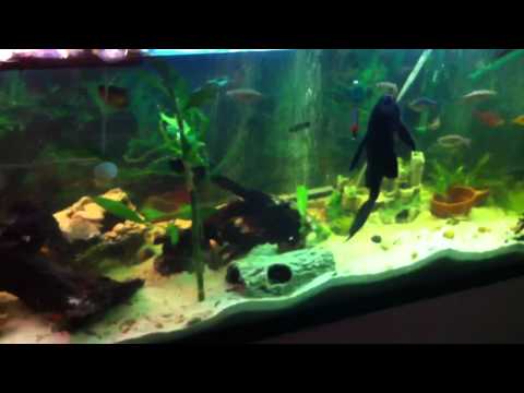 how to eliminate turtles from a pond