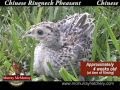 Video: Chinese Ringneck Pheasant