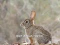 O coelho e a On�a - a presa e o predador