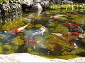 American koi one year later American koi one year later