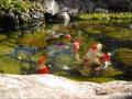American koi one year later