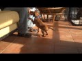 Zach - first clicker session