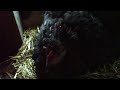 Baby Chick at the Kimball Farm Baby Chick at the Kimball Farm