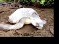 olive-ridley-turtle-nesting-in-ostional-beach-daylight.html