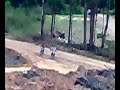 dede peçanha.mp4