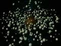 Robert Schoch Foundation - Speech on Destiny Dynamocyclical