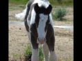 Gypsy Horses of Lucky Charm Ranch