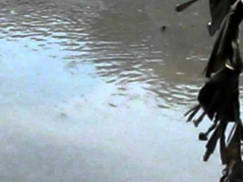 crocodiles in kali nadi, Dandeli