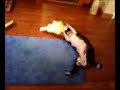 Lulubelle Rolling Lulubelle Rolling