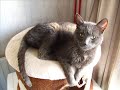 Katten Katten