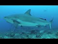 You Can't Make This Up - Filmed with the GoPro Underwater Housing (HD Version)