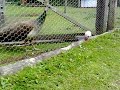 Peacock Chick Drama
