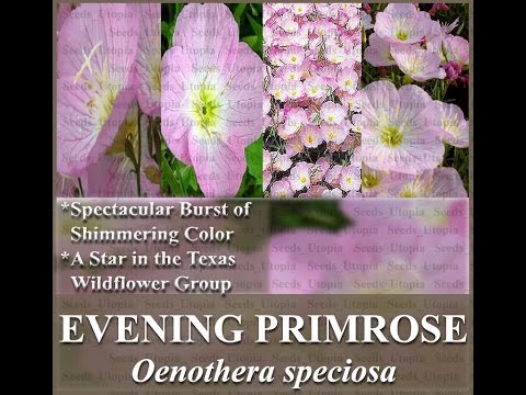 how to care for oenothera