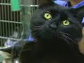Woman Donates $1M To SPCA Woman Donates $1M To SPCA