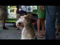 Hippy Gourmet meets the BigGreenBus from Dartmouth College!