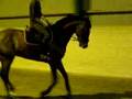 Jenny & Cheval i full galopp