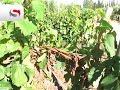 Cosecha de uvas y concentración de tierras
