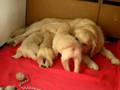 videos de Golden Retriever - szczeniaki