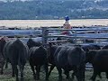 Working Cows on the Johnstone Ranch Working Cows on the Johnstone Ranch