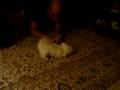 videos de Pumpkin
