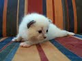Isito 16 days Isito 16 days