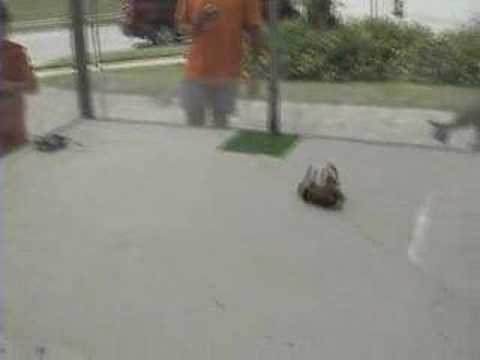 Sephiroth vs Little Scoop