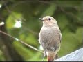 ?ltochvost domovũ (Phoenicurus ochruros) ?ltochvost domovũ (Phoenicurus ochruros)