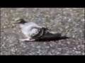 videos de piccione angus