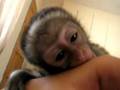JJ the baby vervet monkey