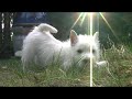 West Highland White Terrier