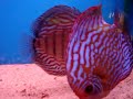 Pareja Discus Red Scribbelt Pareja Discus Red Scribbelt