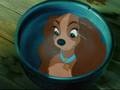 Lady And The Tramp;; Love Song