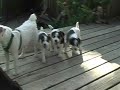 Jack (little terrorists) Puppies