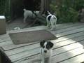 Jack (little terrorists) Puppies