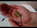 SandFire Bearded Dragon Hatchling