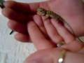 SandFire Bearded Dragon Hatchling