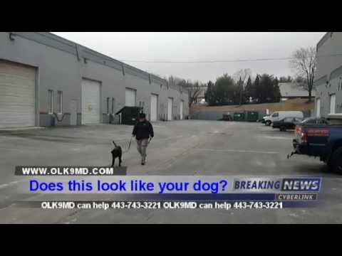 Lab puppy learns how to heel with Off Leash K9 Training Columbia