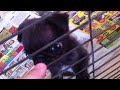 Old Pug